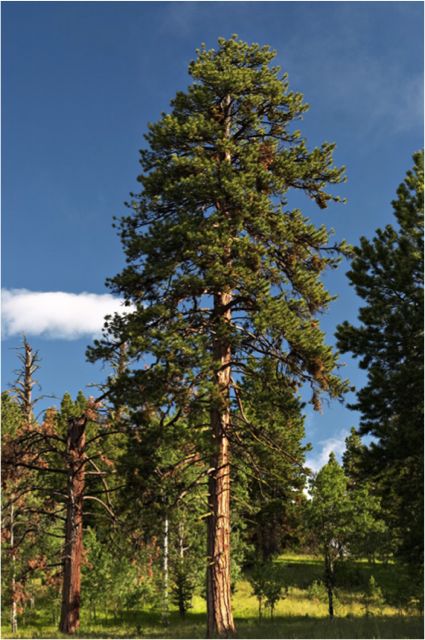 Eagle Lake Training Trees